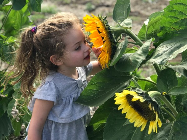 A child smelling a sunflower